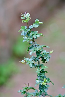 Fraxinus xanthoxyloides - jasan žlutodřevový - jarní větévka